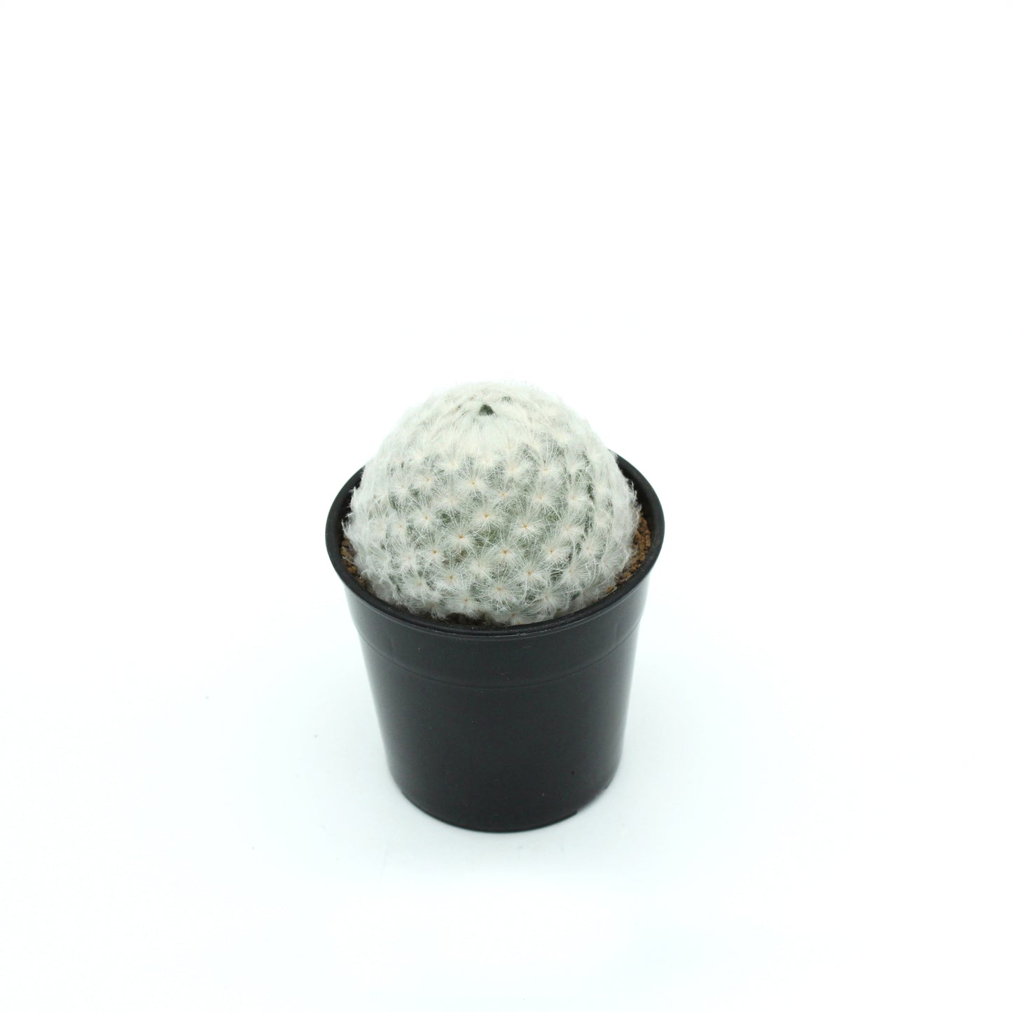 マミラリアプルモサ 白星（1）Mammillaria plumosa