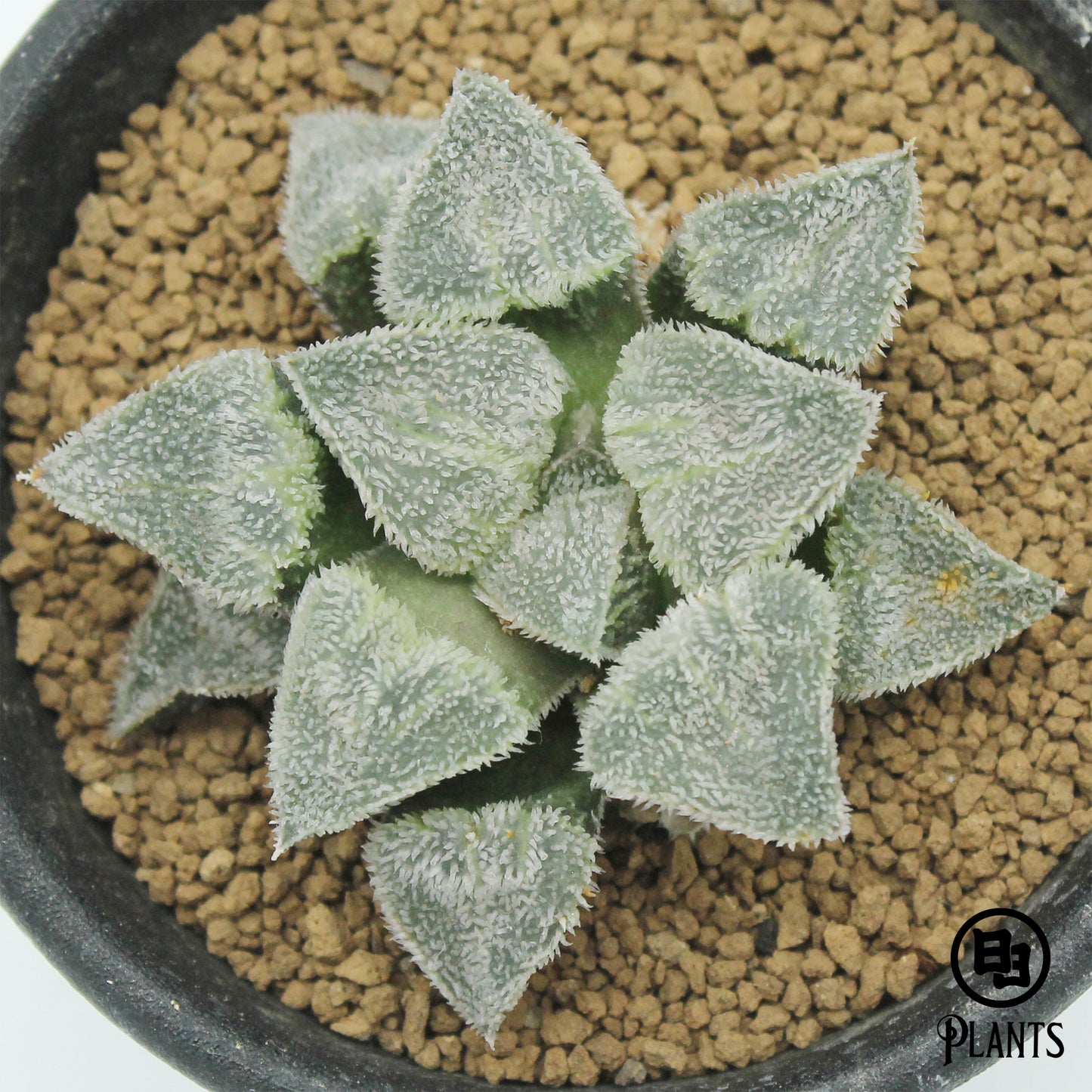 ハオルチア　ピグマエア　阿修羅　Haworthia pygmaea