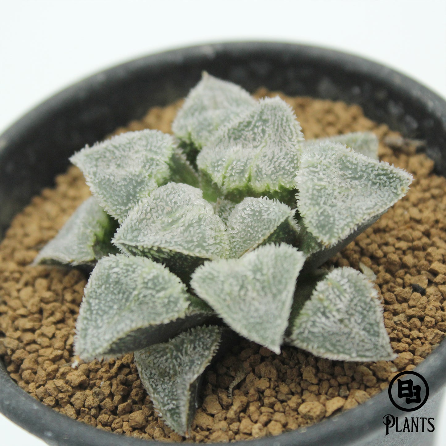 ハオルチア　ピグマエア　阿修羅　Haworthia pygmaea