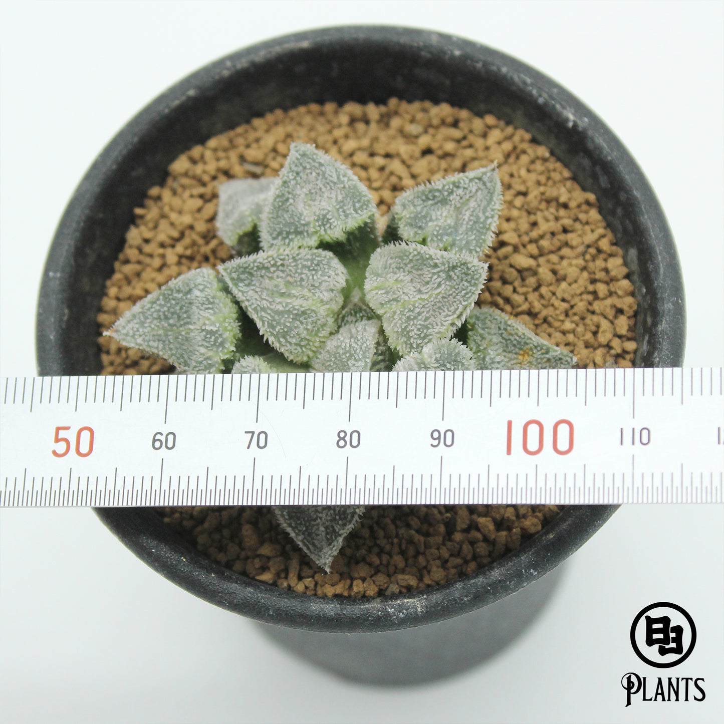 ハオルチア　ピグマエア　阿修羅　Haworthia pygmaea