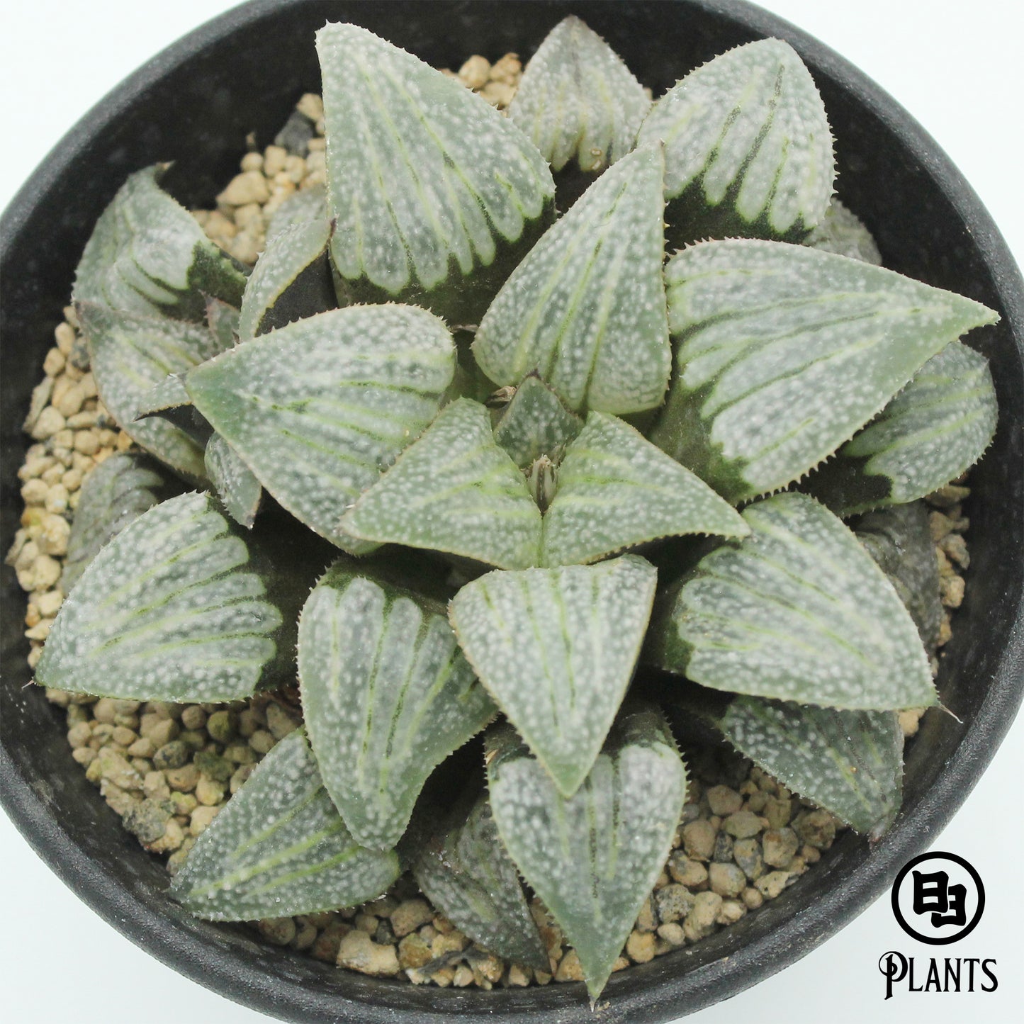 ハオルチア　ピグマエア　ダイアナ　Haworthia pygmaea Diana