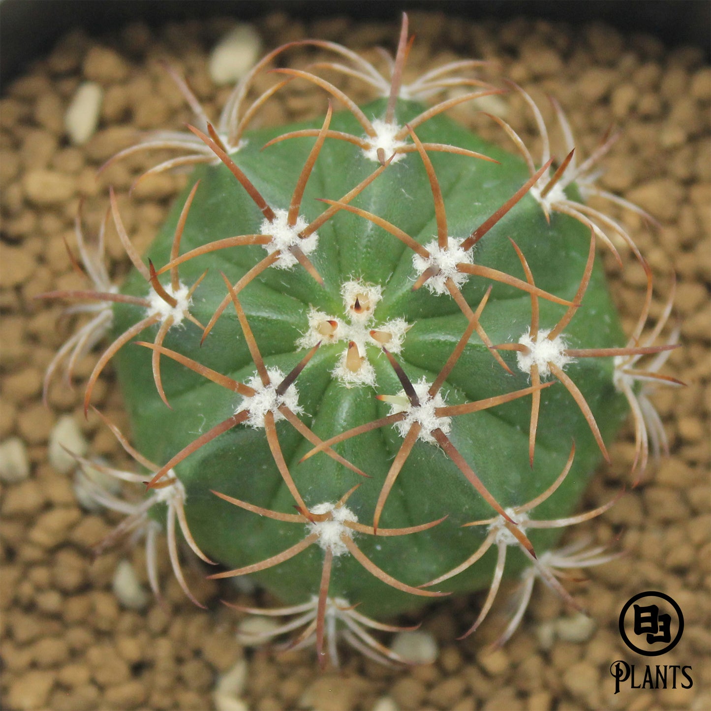 メロカクタス　マタンザナス（2）Melocactus matanzanus