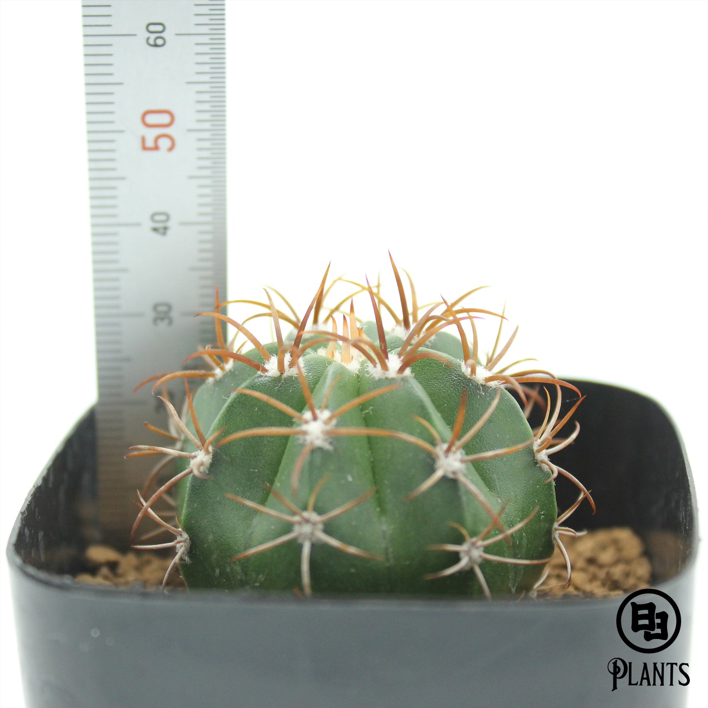 メロカクタス　マタンザナス（2）Melocactus matanzanus