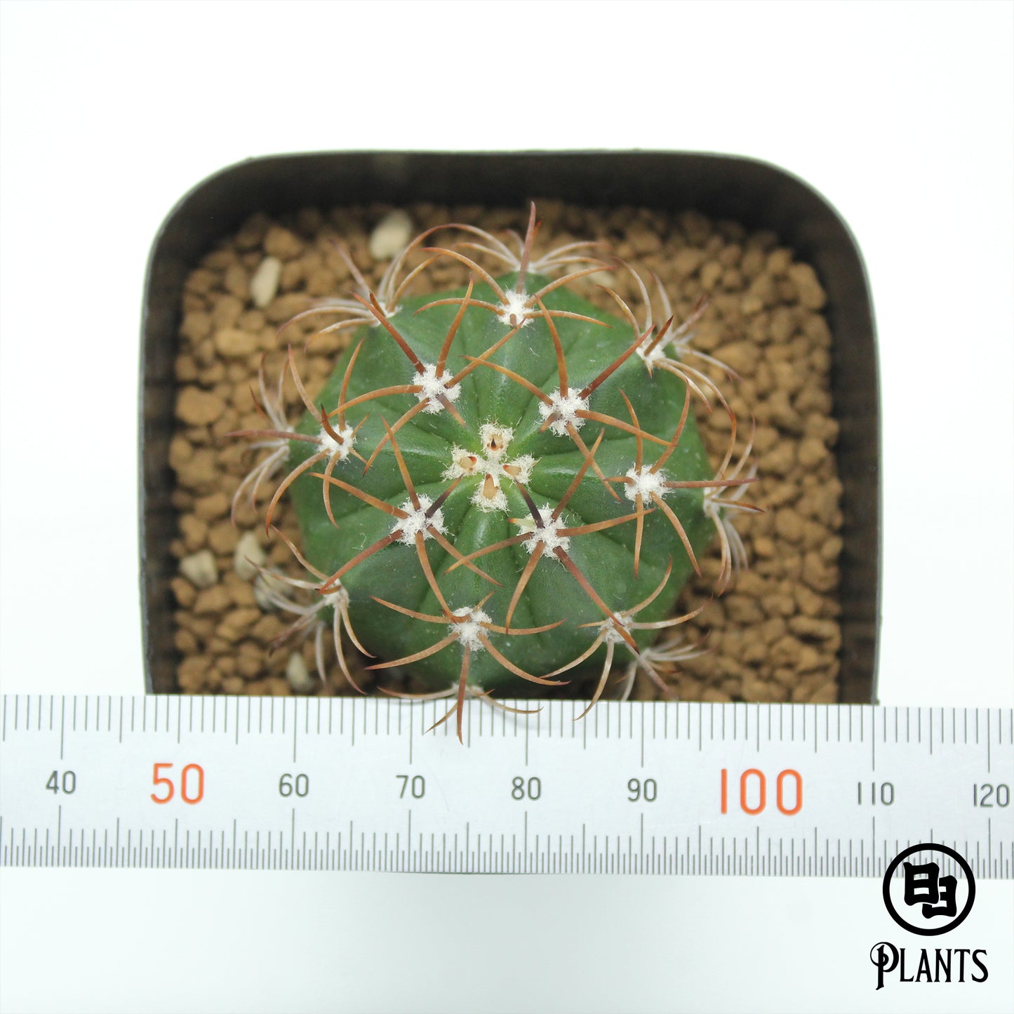 メロカクタス　マタンザナス（2）Melocactus matanzanus