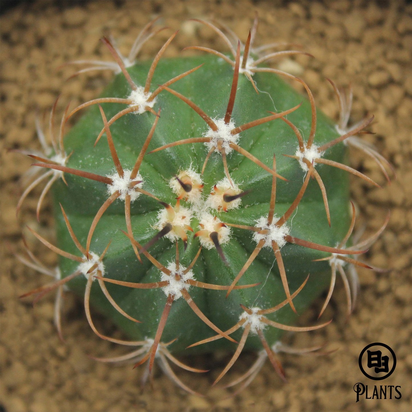 メロカクタス　マタンザナス（6）Melocactus matanzanus