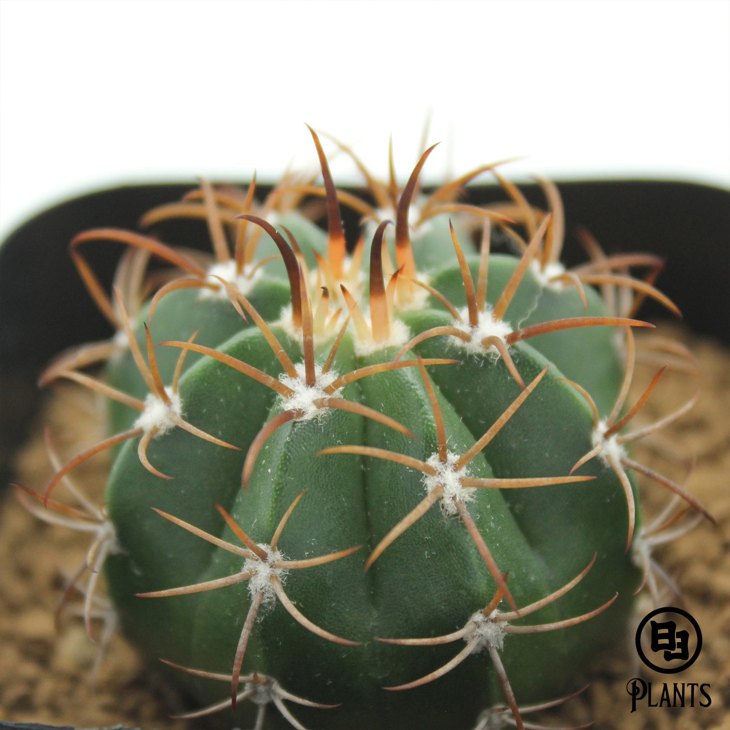 メロカクタス　マタンザナス（6）Melocactus matanzanus