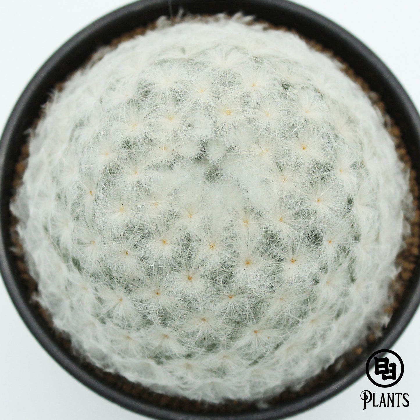 マミラリアプルモサ 白星（1）Mammillaria plumosa