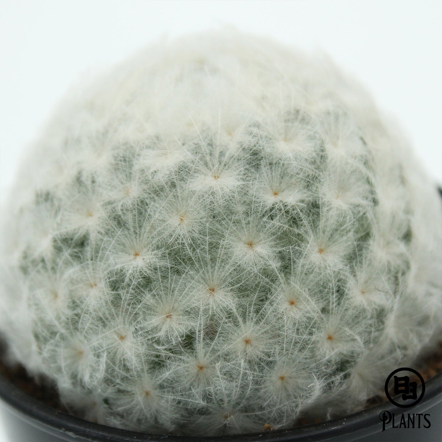 マミラリアプルモサ 白星（1）Mammillaria plumosa