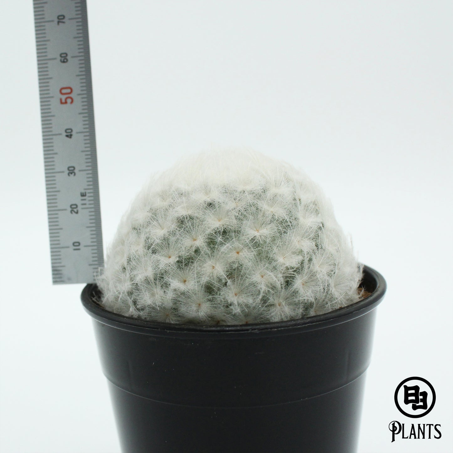 マミラリアプルモサ 白星（1）Mammillaria plumosa